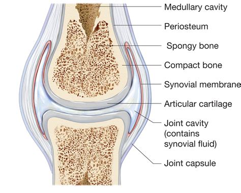 The joint capsule has an inner layer called the ______. - The outer layer is fibrous layer called as fibrous capsule, it function is to totally surround the articulation b. an inner layer called the synovial membrane, … View the full answer Previous question Next question